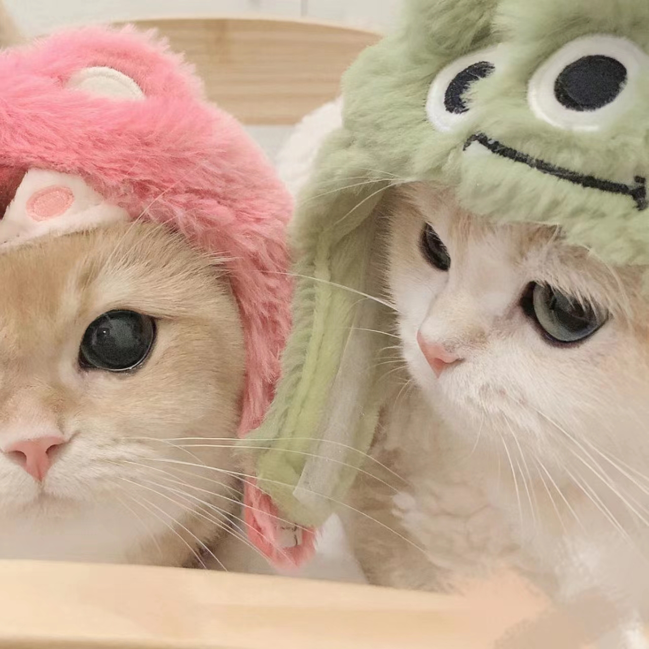 免费看片APPAPP应用